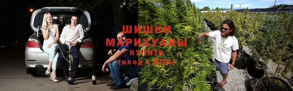 прущие грибы Медвежьегорск