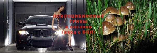 прущие грибы Медвежьегорск